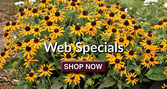 Web Specials