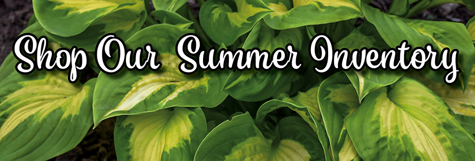 Shop Our Summer Inventory
