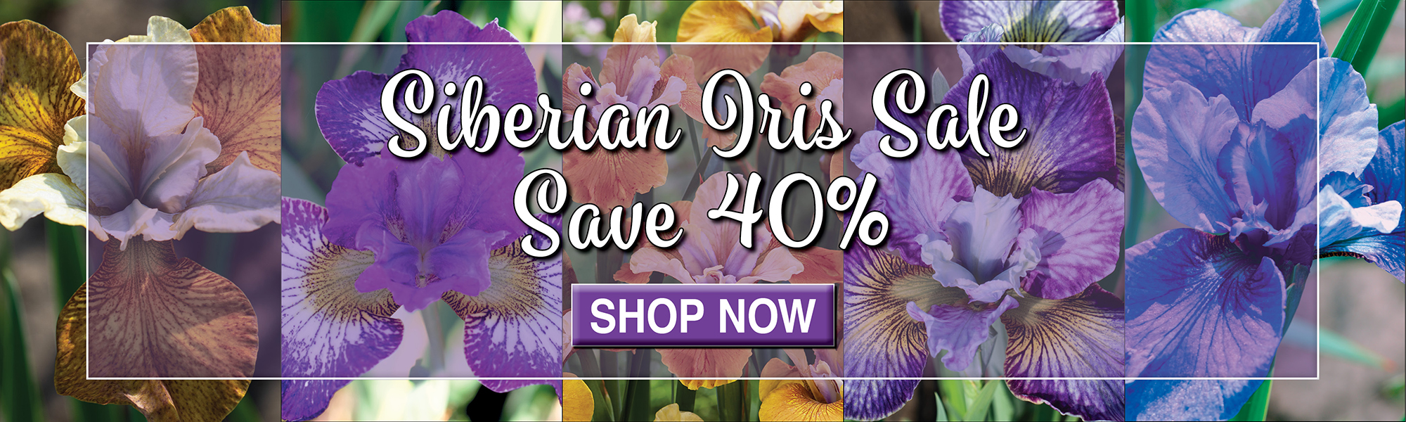 Siberian Iris Sale