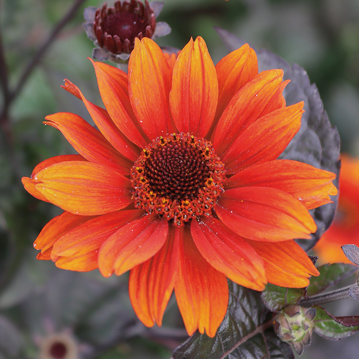 Heliopsis Red Shades