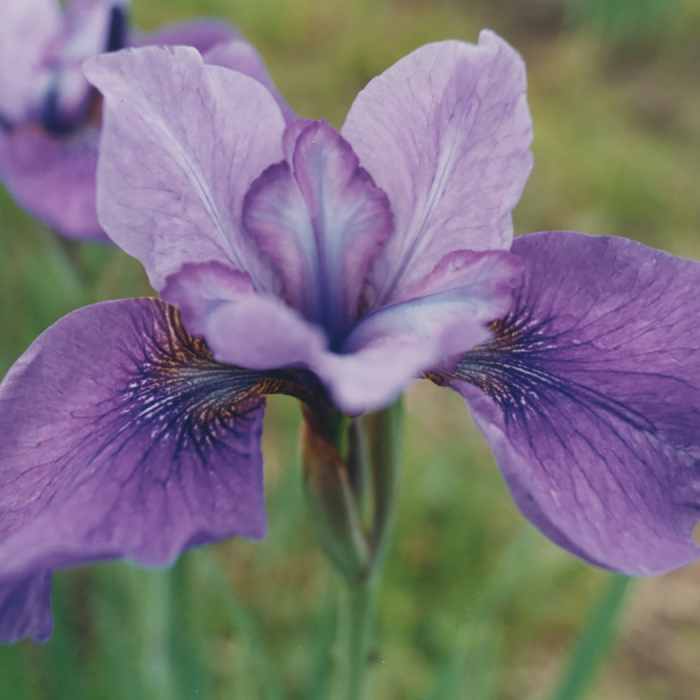 Siberian Iris Reprise