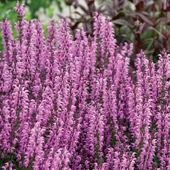 Salvia Color Spires® Back To The Fuchsia