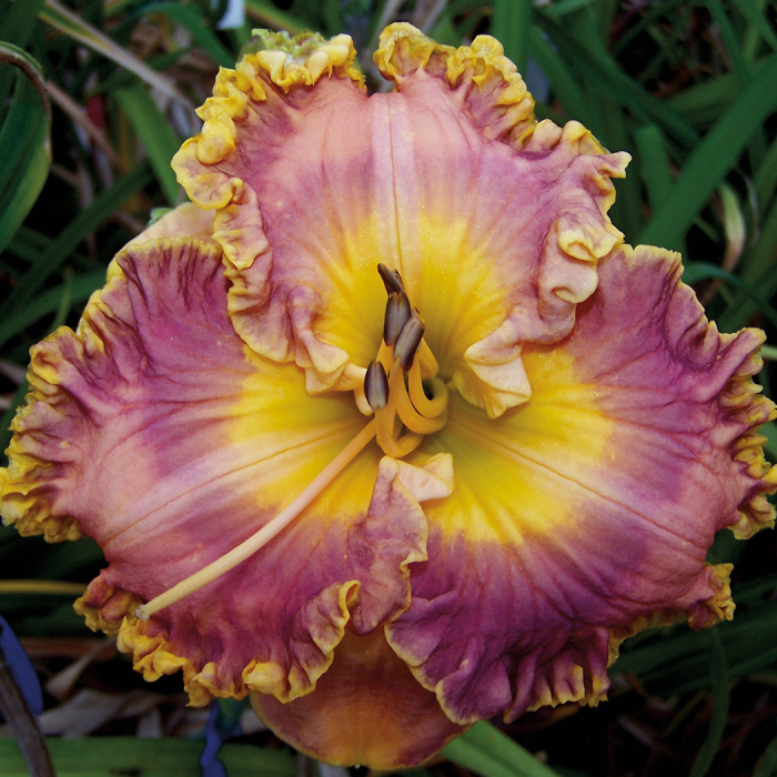 Daylily Collage 