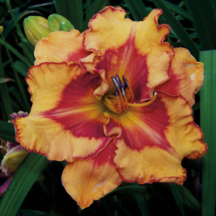 Daylily Pointed Perfection