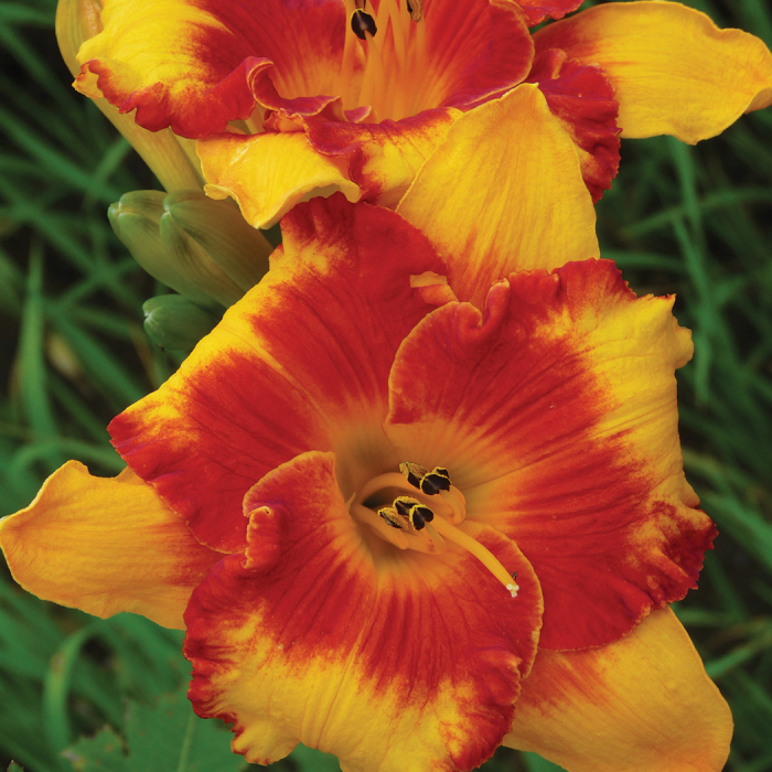 Daylily Adorable Tiger