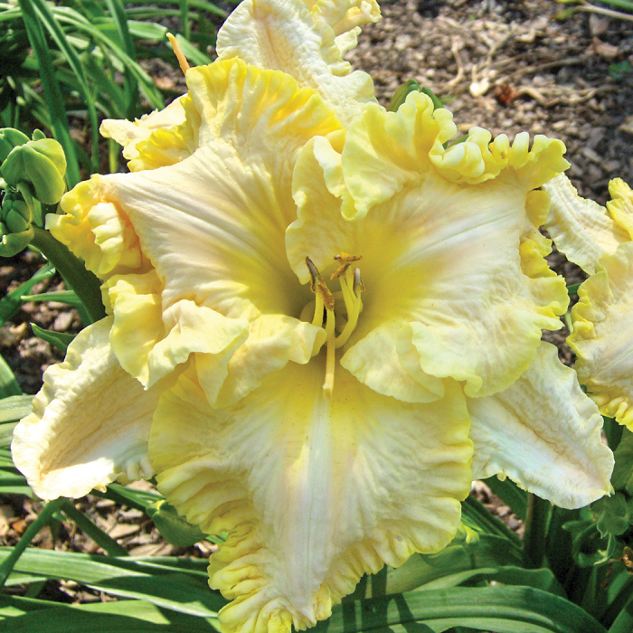 Daylily Finders Keepers