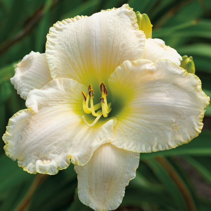 Daylily Early Snow 