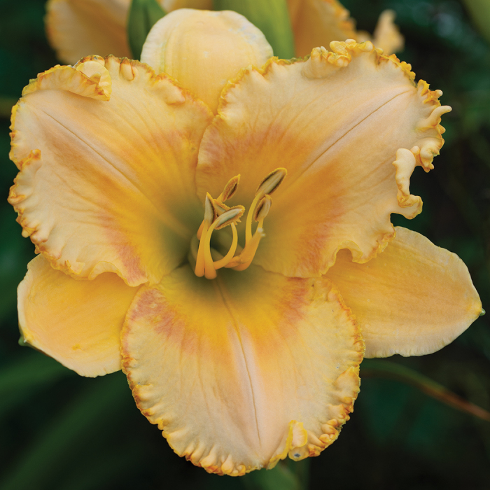 Daylily R&R Rags To Riches