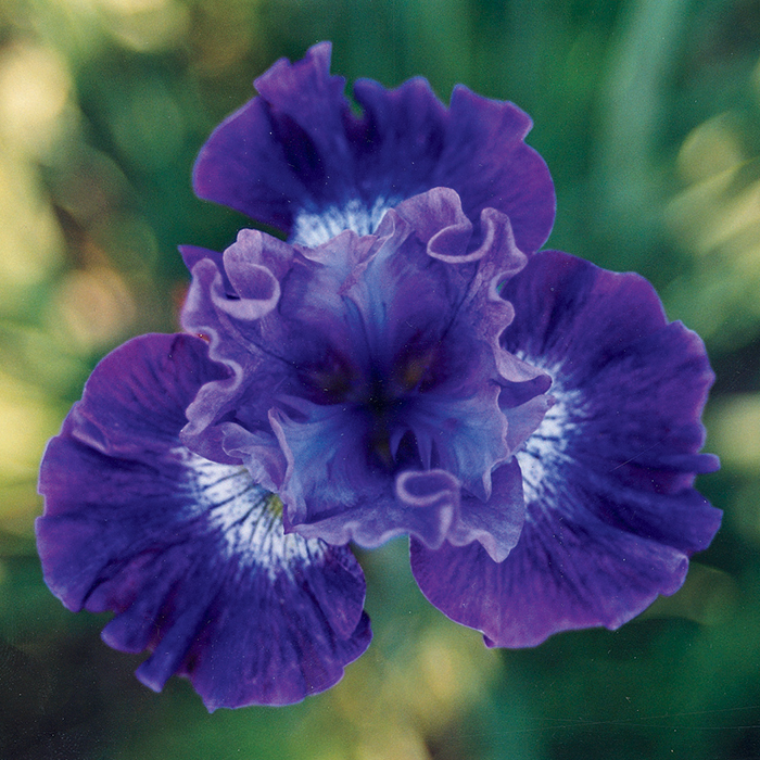 Siberian Iris Blueberry Fair