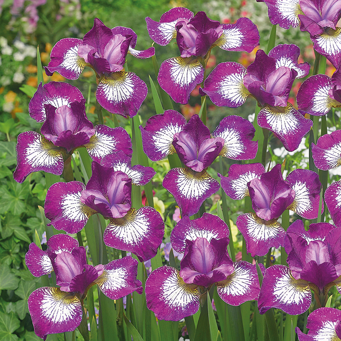 Siberian Iris Currier
