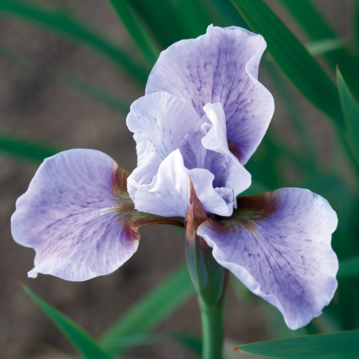 Siberian Iris Mesa Pearl