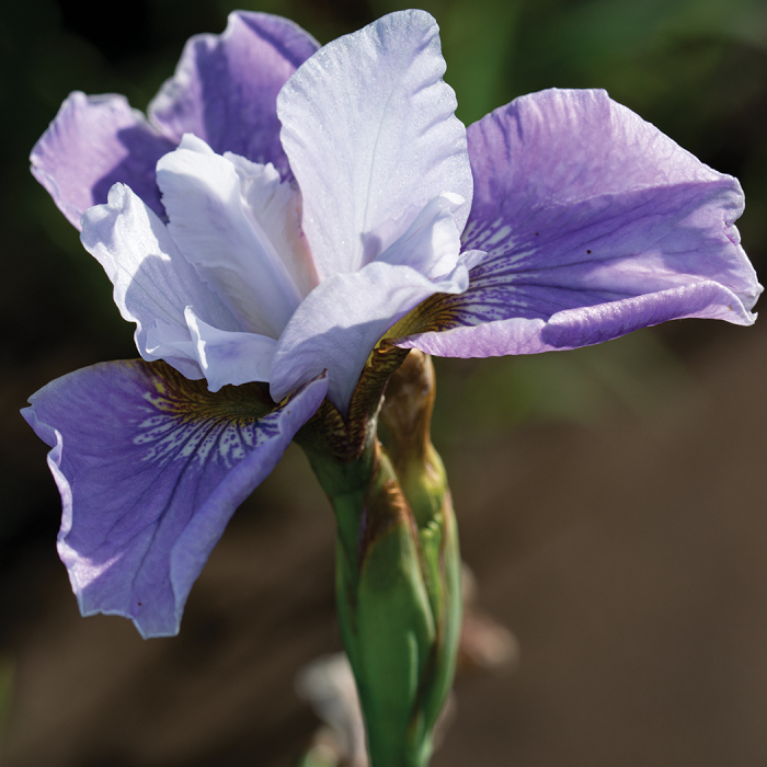Siberian Iris Pleasures Of May