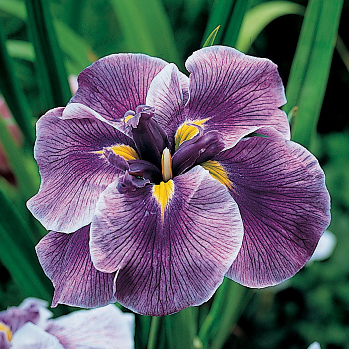 Iris ensata Japanese Iris Mix