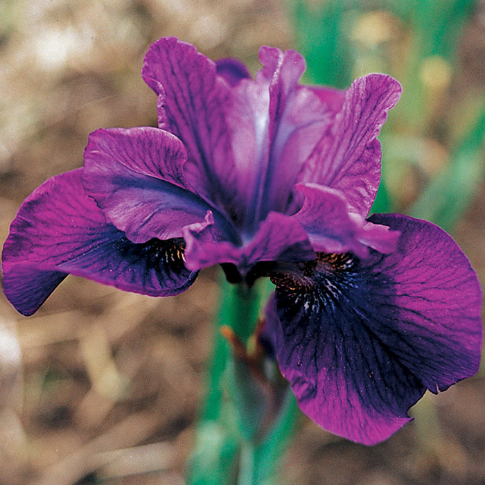 Siberian Iris Jamaican Velvet