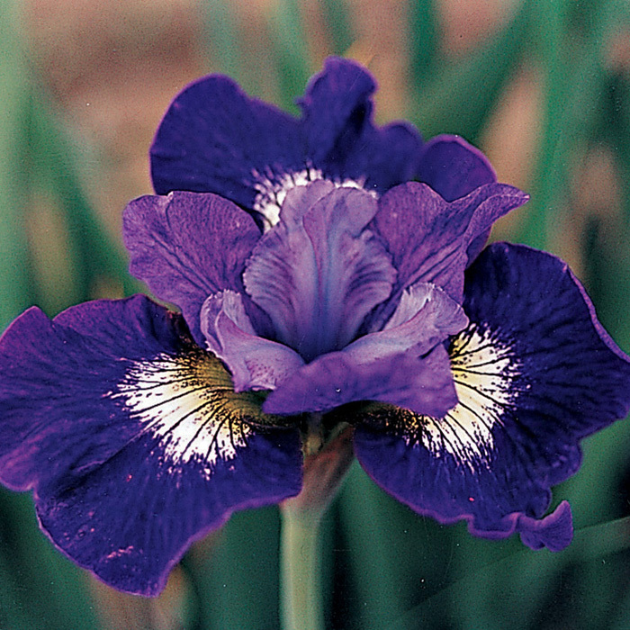 Siberian Iris Coronation Anthem