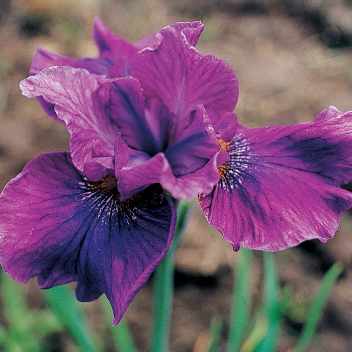 Siberian Iris Mad Magenta