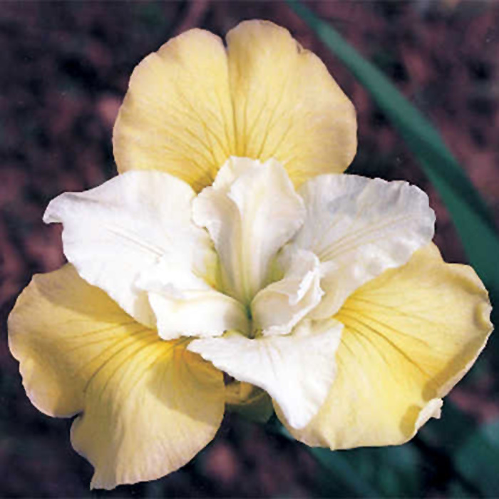 Siberian Iris Isabelle