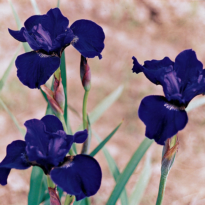Siberian Iris High Standards