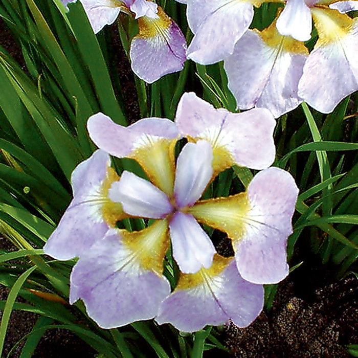 Siberian Iris Rikugi Sakura