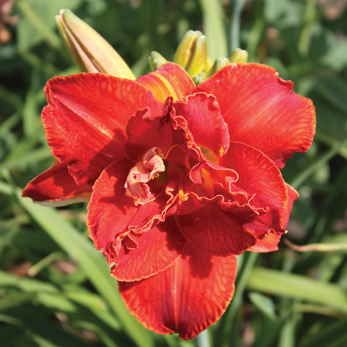 Daylily Moses' Fire