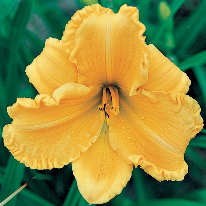 Daylily Golden Tycoon