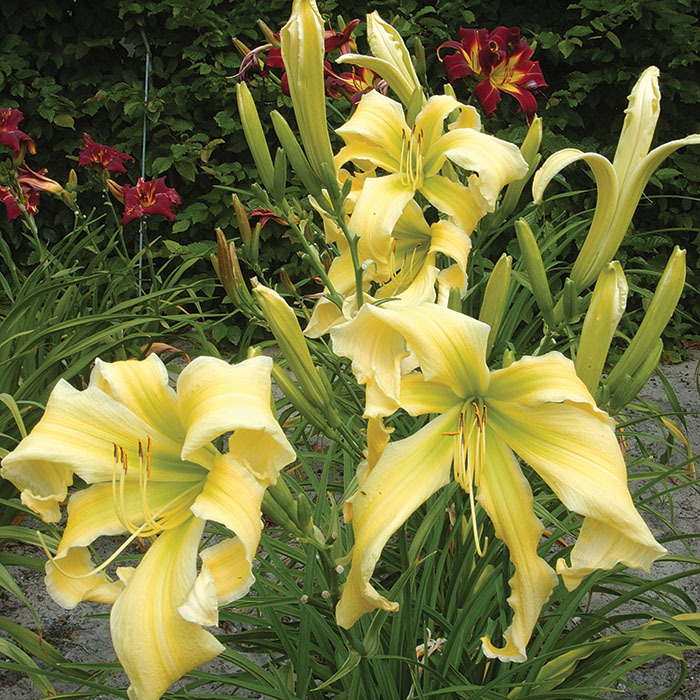 Daylily Heavenly Flight Of Angels