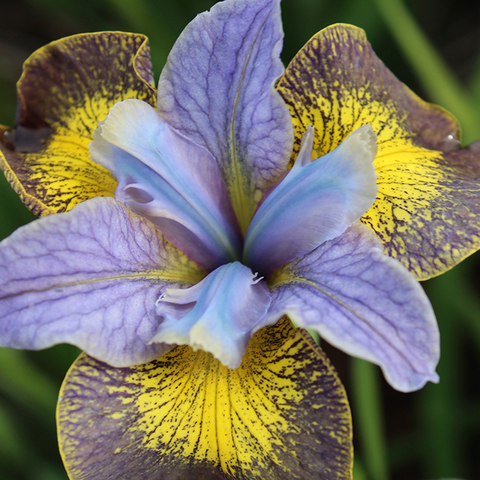 Siberian Iris Uncorked