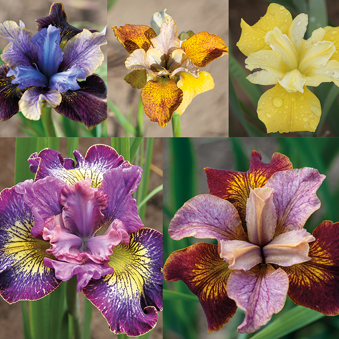 Siberian Iris Colorful Creations Collection