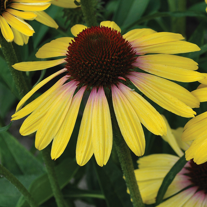 Echinacea Butterfly Yellow Rainbow Marcella