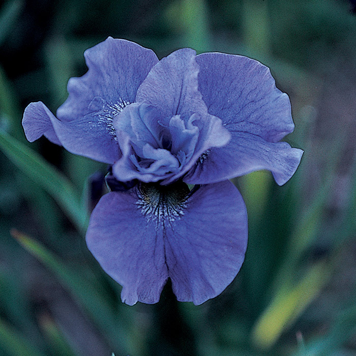 Siberian Iris Soft Winds