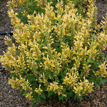 Agastache Poquito&reg; Butter Yellow
