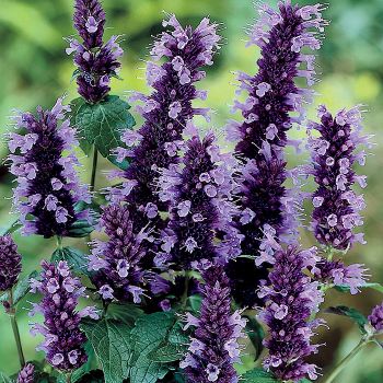 Agastache , Black Adder Agastache , Black Adder