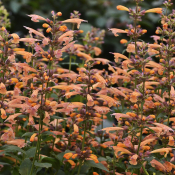 Agastache , Mango Tango Agastache , Mango Tango