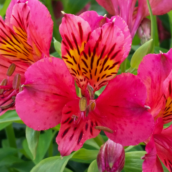 Alstroemeria, Tiercé