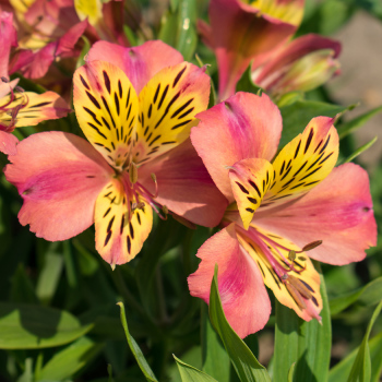Alstroemeria Majestic Avrill&eacute;