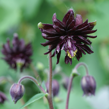 Aquilegia (Columbine), Black Barlow Aquilegia (Columbine), Black Barlow