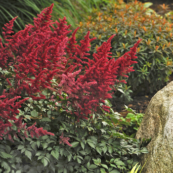 Astilbe Fanal