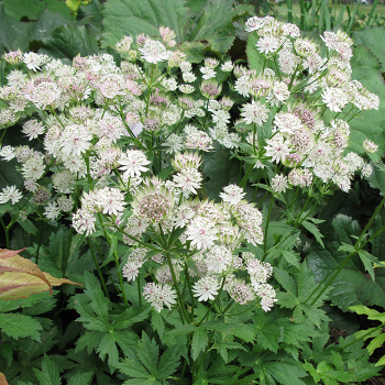 Astrantia, Star of Billion Astrantia, Star of Billion