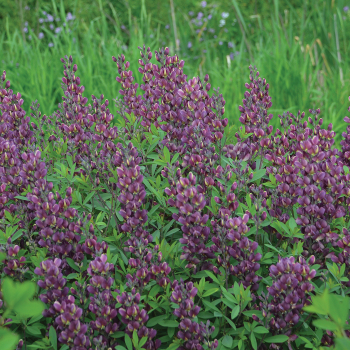 Baptisia Burgundy Blast