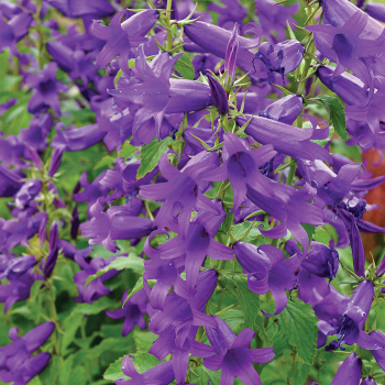 Campanula Royal Wedding