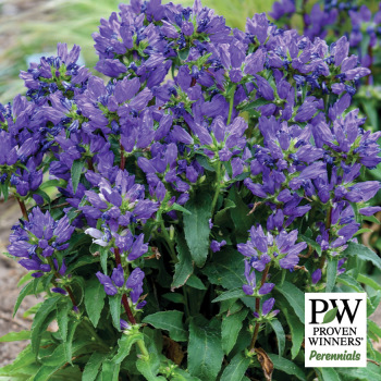 Campanula Bells and Whistles