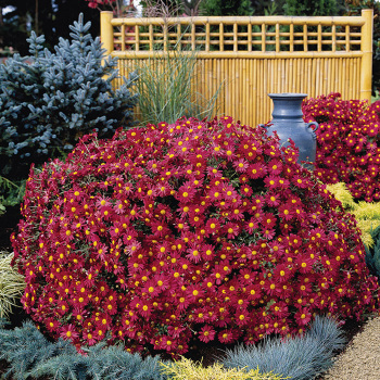 Chrysanthemum, Red Daisy Chrysanthemum, Red Daisy