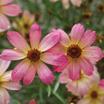 Coreopsis Shades Of Rose