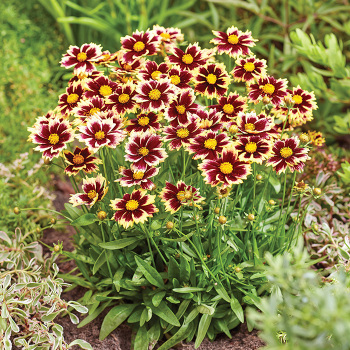 Coreopsis, Solar Fancy