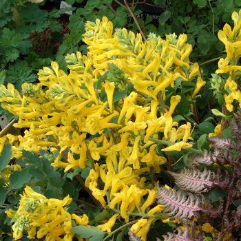 Corydalis, Canary Feathers Corydalis, Canary Feathers