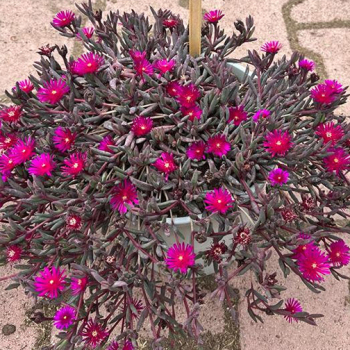 Delosperma Desert Dancers&reg; Purple