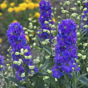 Delphinium Delgenius&trade; Kingsley