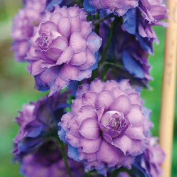 Delphinium Highlander Sweet Sensation