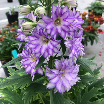 Delphinium, Delgenius™ Breezin' Delphinium, Delgenius™ Breezin'