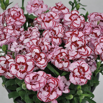 Dianthus Constant Beauty Crush Pink